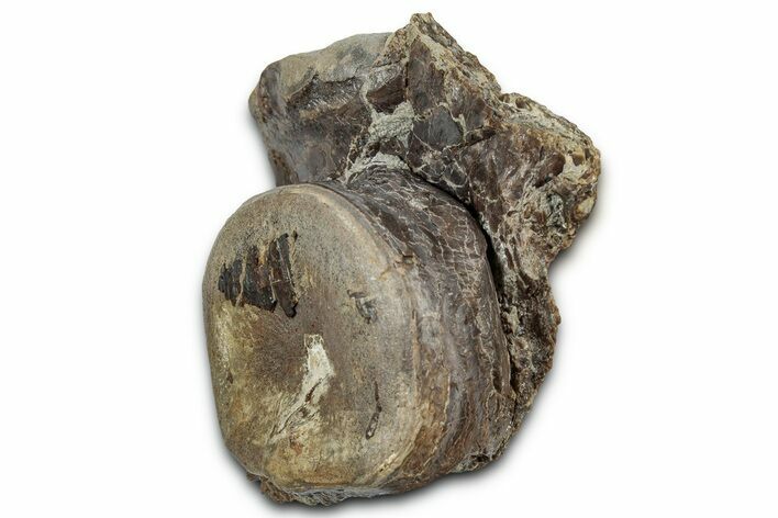 Fossil Fish Vertebra with Bone - Kansas #331032